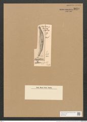 Amphora sepulta Pant. (de-Toni-Nr.: Genus 36, Species 1596) Zeichnungen Sammlung Grunow Nr. 3059 (NHMW-BOT-W0370458)